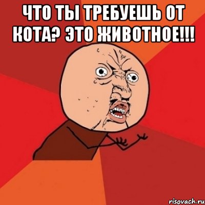 что ты требуешь от кота? это животное!!! , Мем Почему