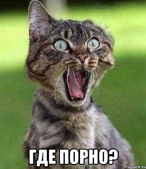  где порно?, Мем прикол