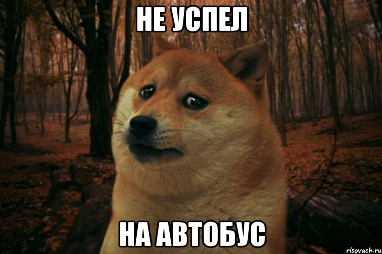 не успел на автобус, Мем SAD DOGE