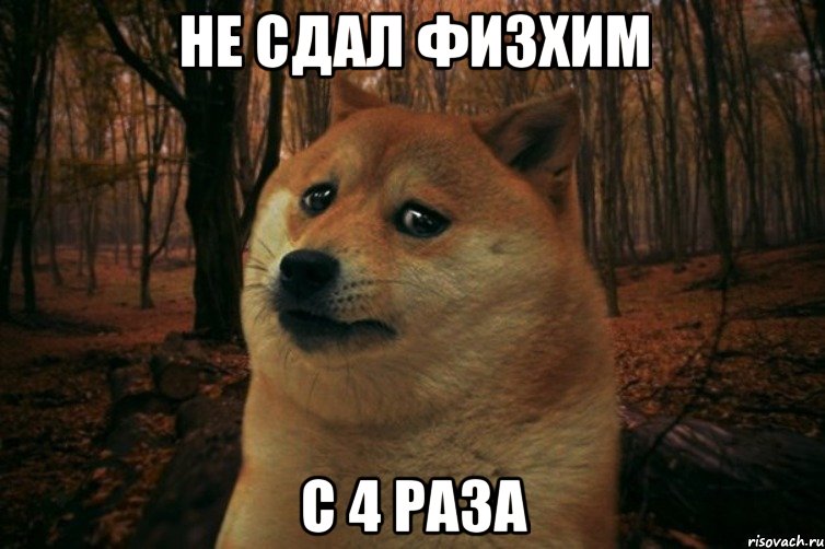 не сдал физхим с 4 раза, Мем SAD DOGE