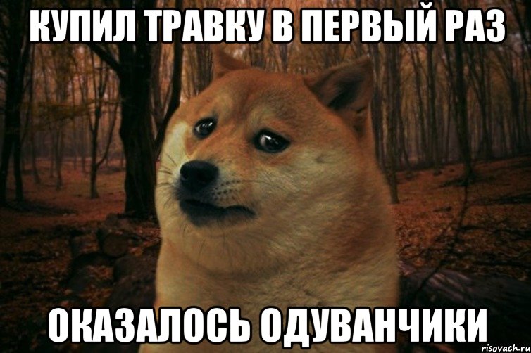 купил травку в первый раз оказалось одуванчики, Мем SAD DOGE