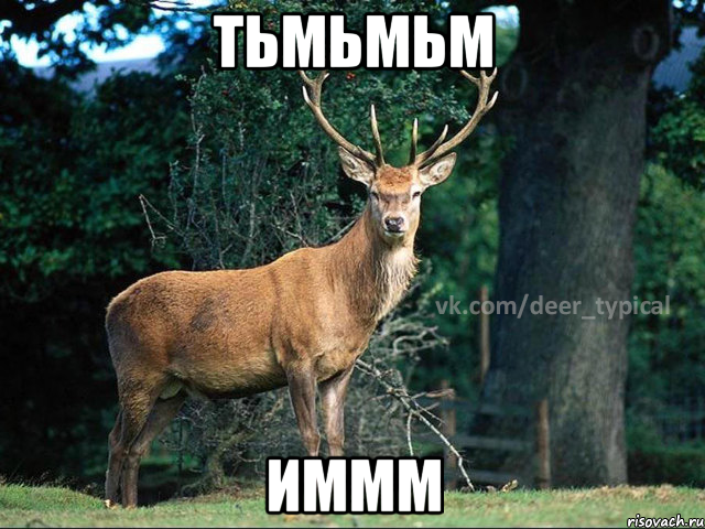 тьмьмьм иммм, Мем Паблик Типичный олень