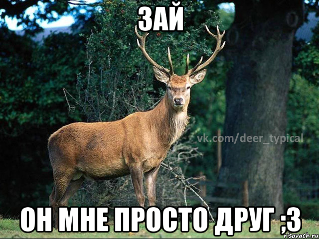 зай он мне просто друг ;3, Мем Паблик Типичный олень