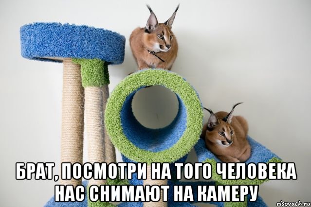  брат, посмотри на того человека нас снимают на камеру, Мем смотри в камеру брат
