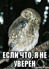  Если что, я не уверен