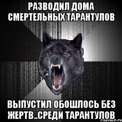 Разводил дома смертельных тарантулов Выпустил обошлось без жертв..Среди тарантулов, Мем Сумасшедший волк