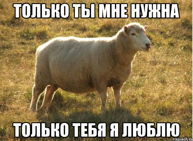 только ты мне нужна только тебя я люблю, Мем Типичная овца