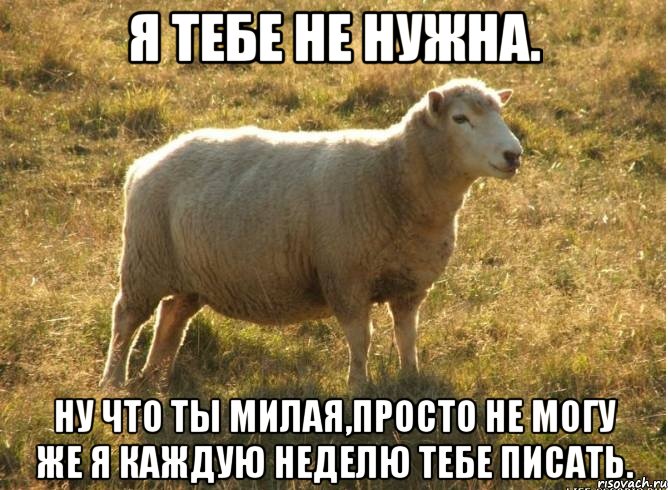 Я тебе не нужна. Ну что ты милая,просто не могу же я каждую неделю тебе писать., Мем Типичная овца