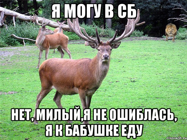 я могу в сб нет, милый,я не ошиблась, я к бабушке еду