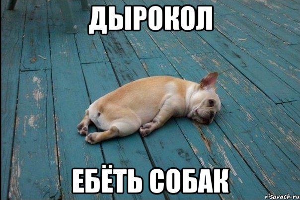 дырокол ебёть собак