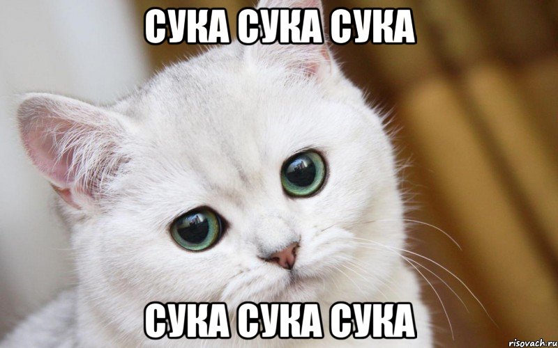 сука сука сука сука сука сука, Мем  В мире грустит один котик