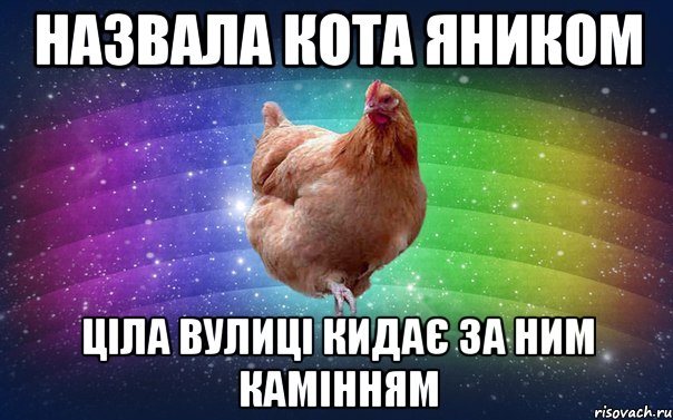 Назвала кота яником ціла вулиці кидає за ним камінням