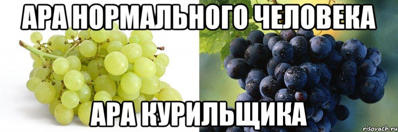 АРА НОРМАЛЬНОГО ЧЕЛОВЕКА АРА КУРИЛЬЩИКА