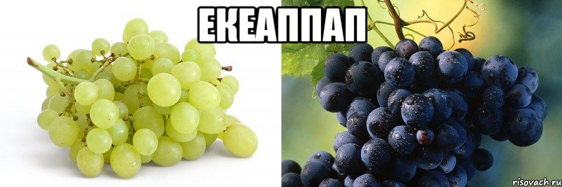 екеаппап 