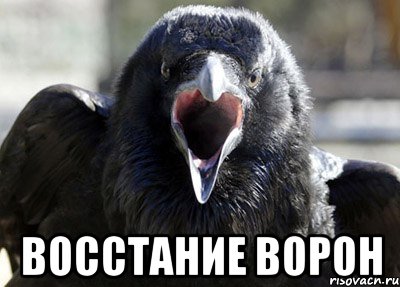  восстание ворон, Мем ворона