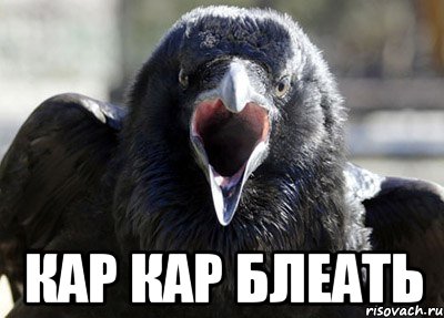  КАР КАР БЛЕАТЬ, Мем ворона