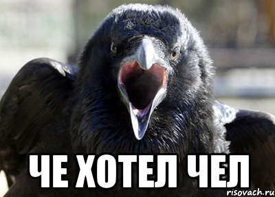  ЧЕ ХОТЕЛ ЧЕЛ, Мем ворона