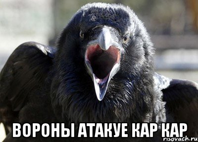  ВОРОНЫ АТАКУЕ КАР КАР, Мем ворона
