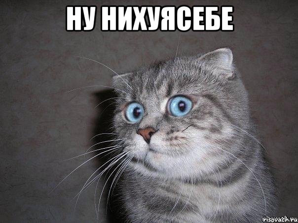 Ну нихуясебе , Мем  удивлённый кот