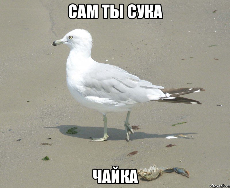 Сам ты сука Чайка