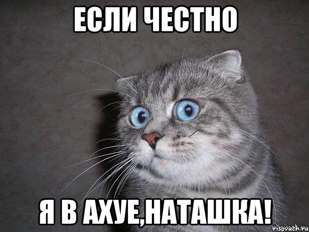 Если честно я в ахуе,Наташка!, Мем  удивлённый кот