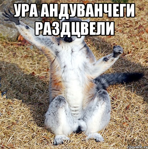 ура андуванчеги раздцвели 