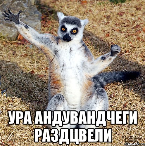  ура андувандчеги раздцвели