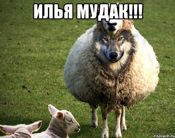 Илья мудак!!! , Мем Злая Овца