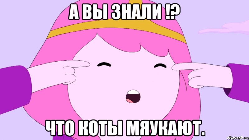 А вы знали !? что коты мяукают.