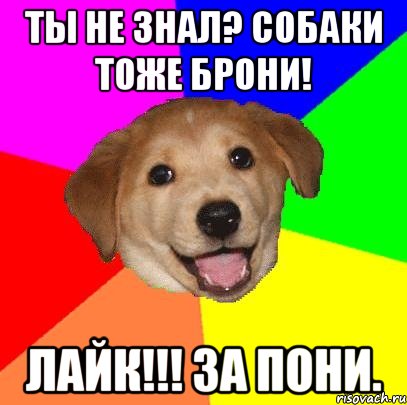 Ты не знал? Собаки тоже брони! ЛАЙК!!! За пони., Мем Advice Dog