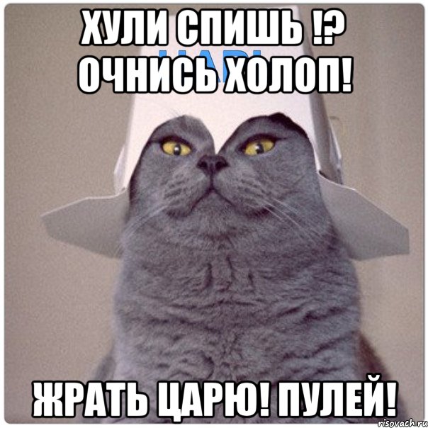 хули спишь !? очнись холоп! жрать царю! пулей!