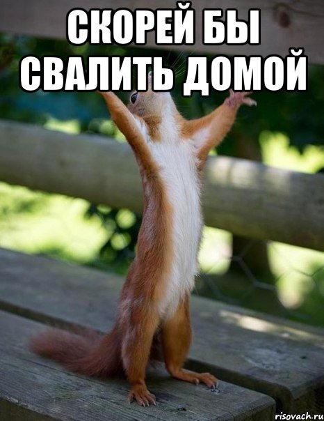 http://risovach.ru/upload/2014/06/mem/belka_53496345_orig_.jpg
