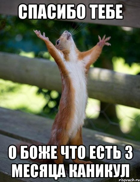 спасибо тебе о боже что есть 3 месяца каникул, Мем    белка молится
