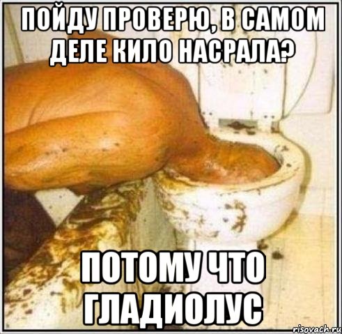 пойду проверю, в самом деле кило насрала? потому что гладиолус, Мем Дайвер