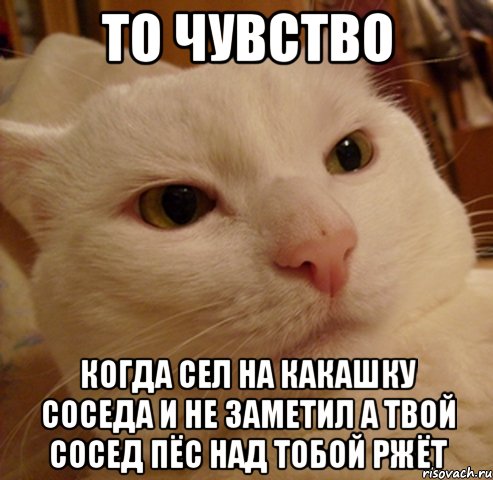 То чувство Когда сел на какашку соседа и не заметил а твой сосед ПЁС над тобой ржёт, Мем Дерзкий котэ