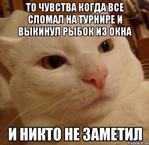 ТО чувства когда все сломал на турнире и выкинул рыбок из окна и никто не заметил, Мем Дерзкий котэ