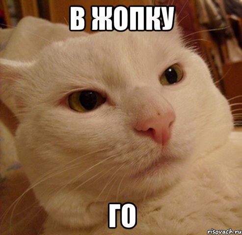 В жопку Го, Мем Дерзкий котэ