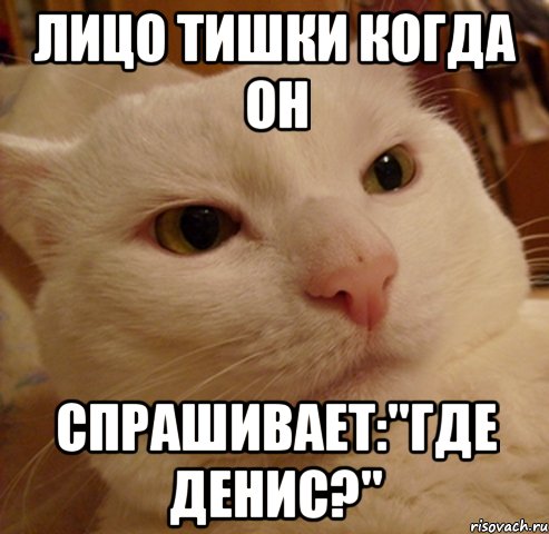 Лицо Тишки когда он спрашивает:"Где Денис?", Мем Дерзкий котэ