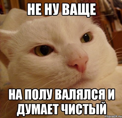 Не ну ваще На полу валялся и думает чистый, Мем Дерзкий котэ