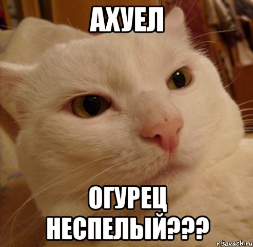 Ахуел Огурец неспелый???, Мем Дерзкий котэ