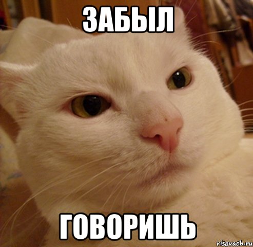 забыл говоришь, Мем Дерзкий котэ