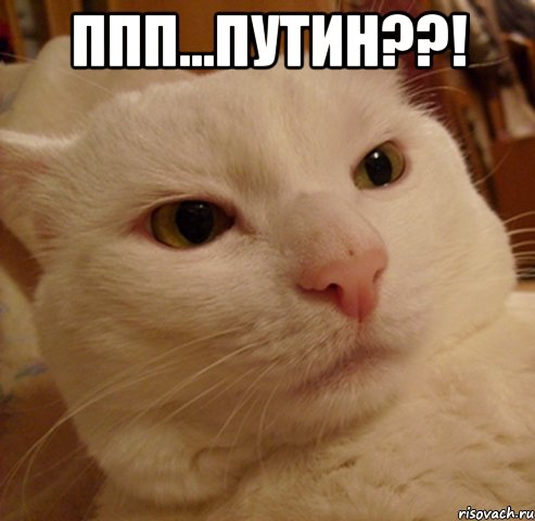 ппп...пУтин??! , Мем Дерзкий котэ