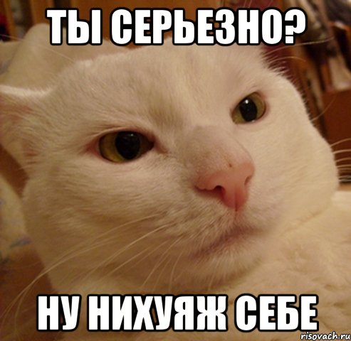 Ты серьезно? Ну нихуяж себе, Мем Дерзкий котэ