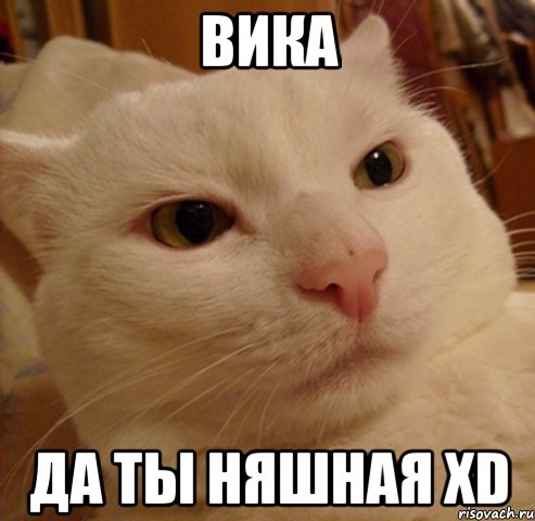 вика да ты няшная XD, Мем Дерзкий котэ