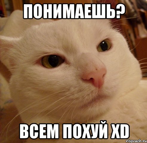 Понимаешь? Всем похуй xD, Мем Дерзкий котэ