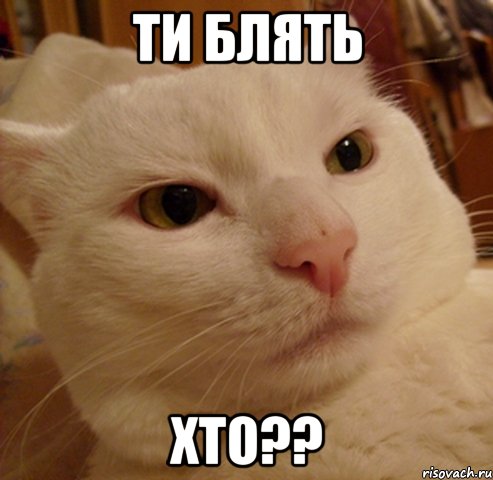 Ти Блять хто??, Мем Дерзкий котэ