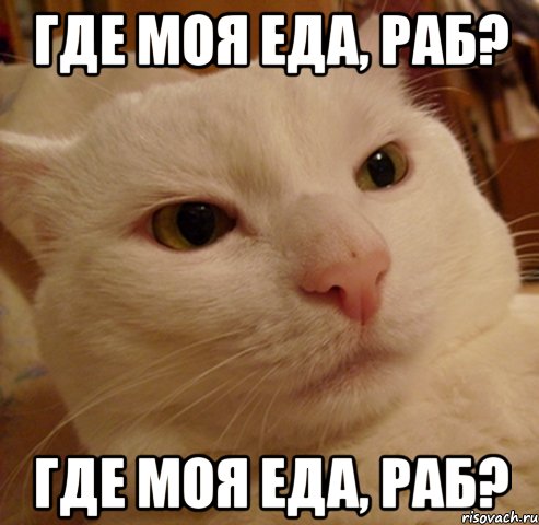 Где моя еда, раб? Где моя еда, раб?, Мем Дерзкий котэ