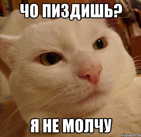 Чо пиздишь? Я не молчу, Мем Дерзкий котэ