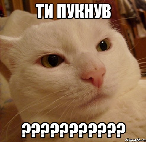 ти пукнув ???????????, Мем Дерзкий котэ