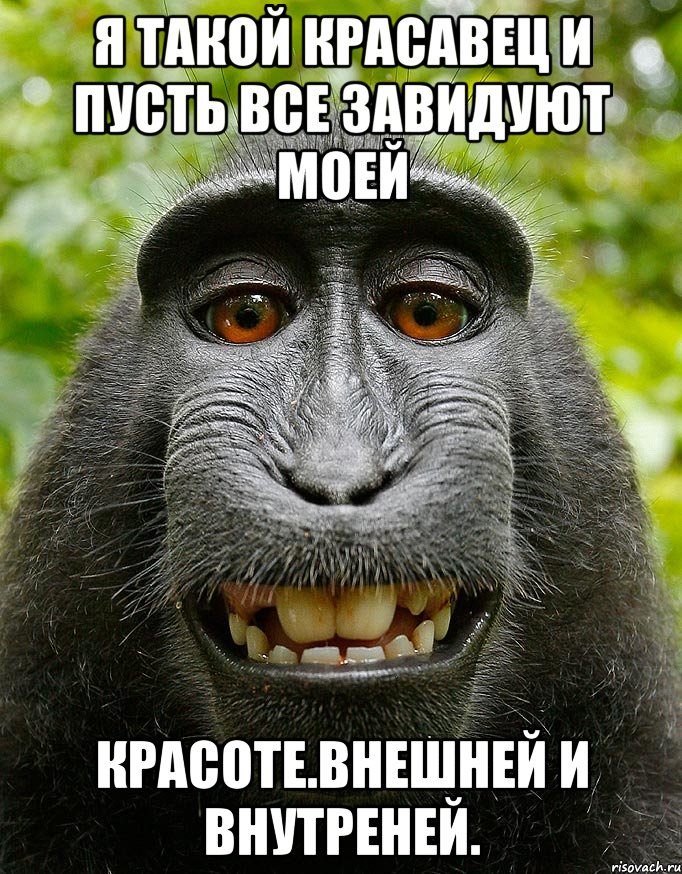 Я такой красавец И пусть все завидуют моей красоте.Внешней и внутреней., Мем  Довольная обезьяна